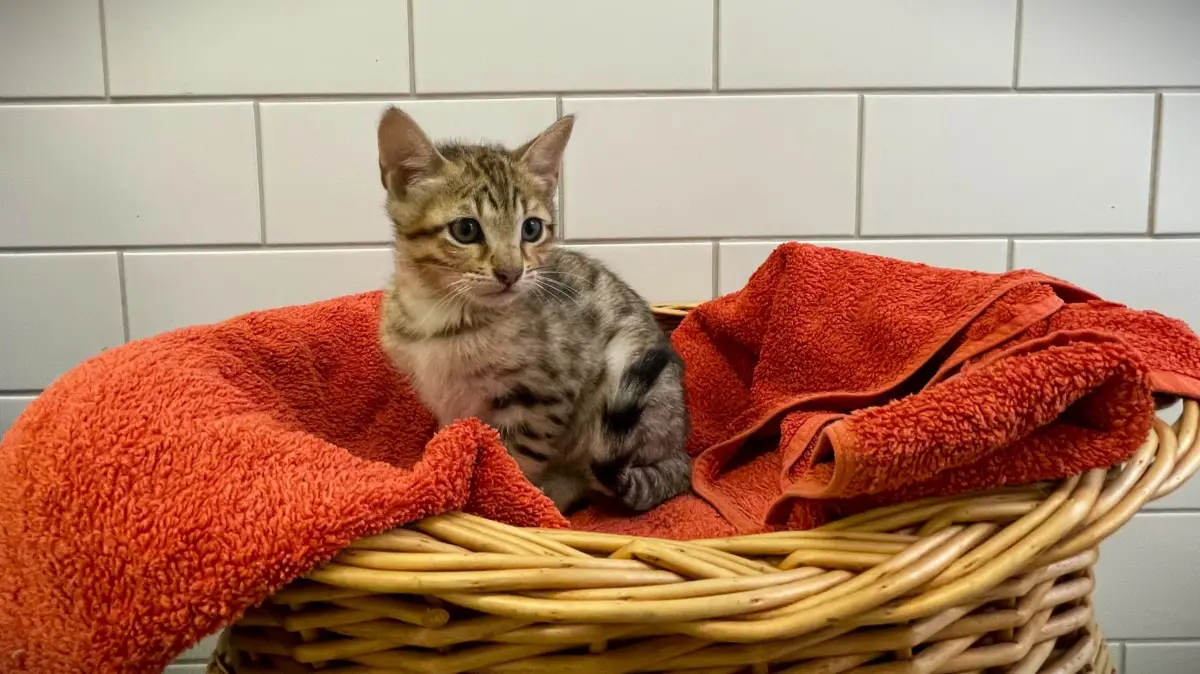 Lilo, Stitch oder Jumba, das ist leider nicht wirklich so leicht zu unterscheiden. So ruhige Momente sind selten, seit die Kitten laufen können.