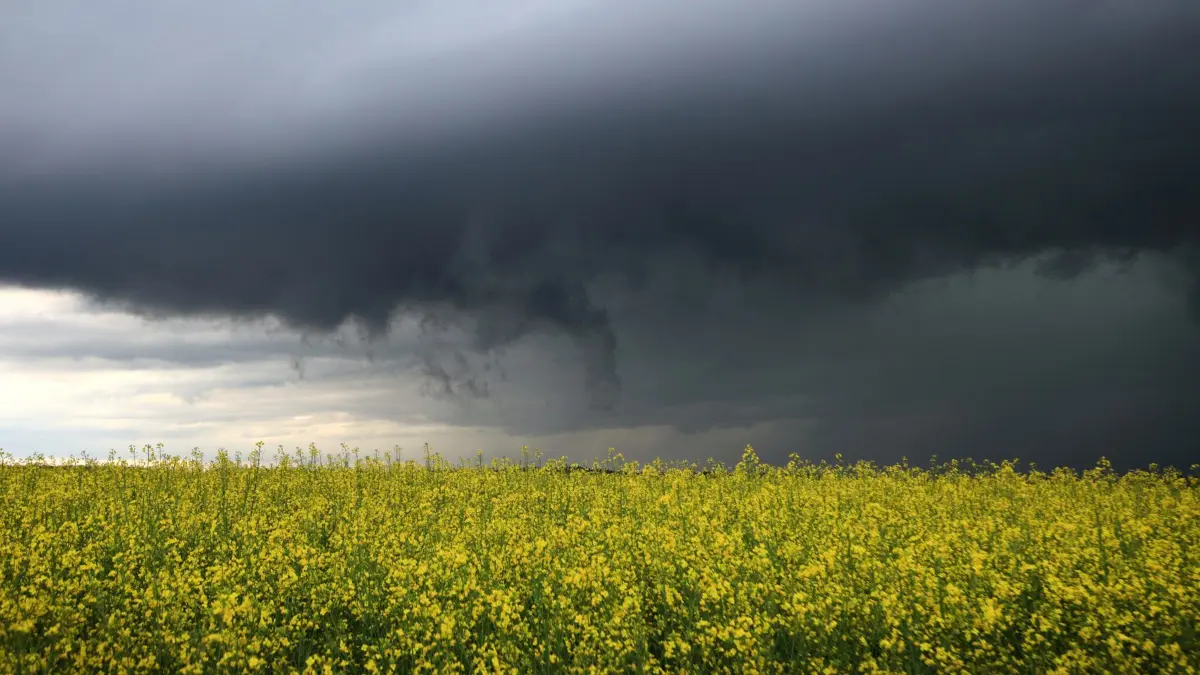 02.05.2024, Baden-Württemberg, Kirchheim am Ries: Dunkle Gewitterwolken ziehen hinter einem blühenden Rapsfeld auf. Der Deutsche Wetterdienst hat in weiten Teilen Baden-Württembergs vor schweren Gewittern mit heftigem Starkregen und Hagel gewarnt. Foto: Alexander Wolf/dpa +++ dpa-Bildfunk +++