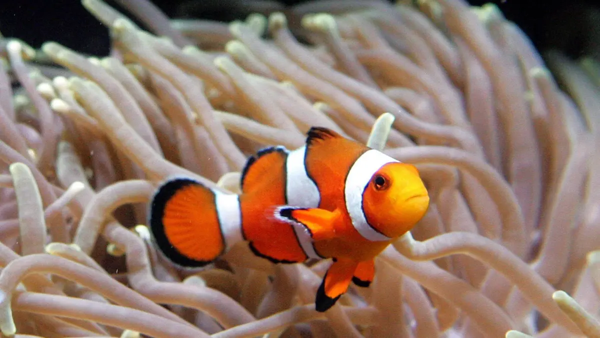 Clownfisch
