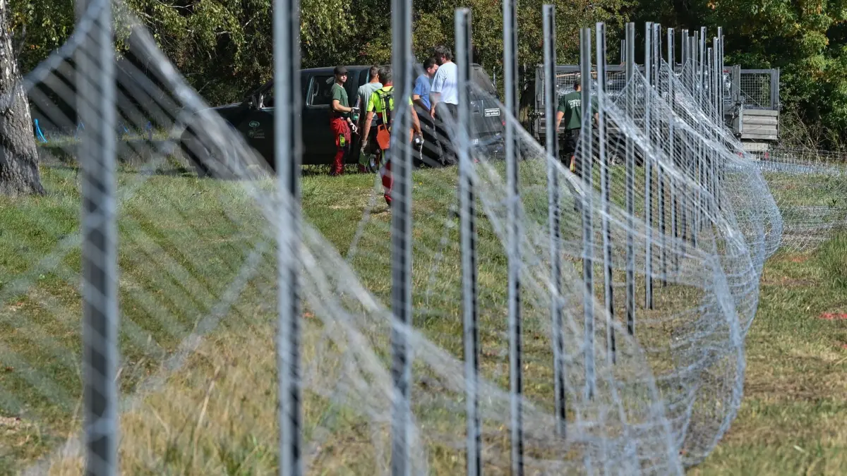 Schweinepest-Sperrzonen in Brandenburg werden verkleinert: ARCHIV - 24.09.2020, Brandenburg, Jerischke: Mitarbeiter des Landesbetriebes Forst Brandenburg errichten nahe dem deutsch-polnischen Grenzfluss Neiße einen festen Zaun gegen die Afrikanische Schweinepest. Mit der amtlichen Feststellung der Afrikanischen Schweinepest (ASP) bei Wildschweinen im Land Brandenburg und der Einrichtung von Restriktionszonen ist die Rechtsgrundlage einer festen Wildschweinbarriere nunmehr vorhanden. So kann das Land Brandenburg gemeinsam mit dem Landkreis Spree-Neiße zum Schutz vor der weiteren Einschleppung der ASP durch infizierte Wildschweine aus Westpolen jetzt einen festen Zaun entlang der Neiße errichten. Dafür wird ein wildschweinsicherer Knotengeflechtzaun verwendet. (zu dpa: «Schweinepest: Sperrzonen in Brandenburg werden verkleinert») Foto: Patrick Pleul/dpa-Zentralbild/dpa +++ dpa-Bildfunk +++
