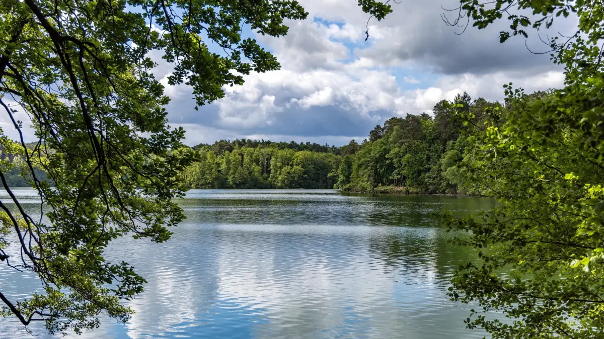 Wirchensee im Schlaubetal: Bäume stehen am Ufer des Wirchensees. Der Wirchensee ist ein im Naturpark Schlaubetal gelegener See, der früher für die Fischzucht genutzt wurde.
