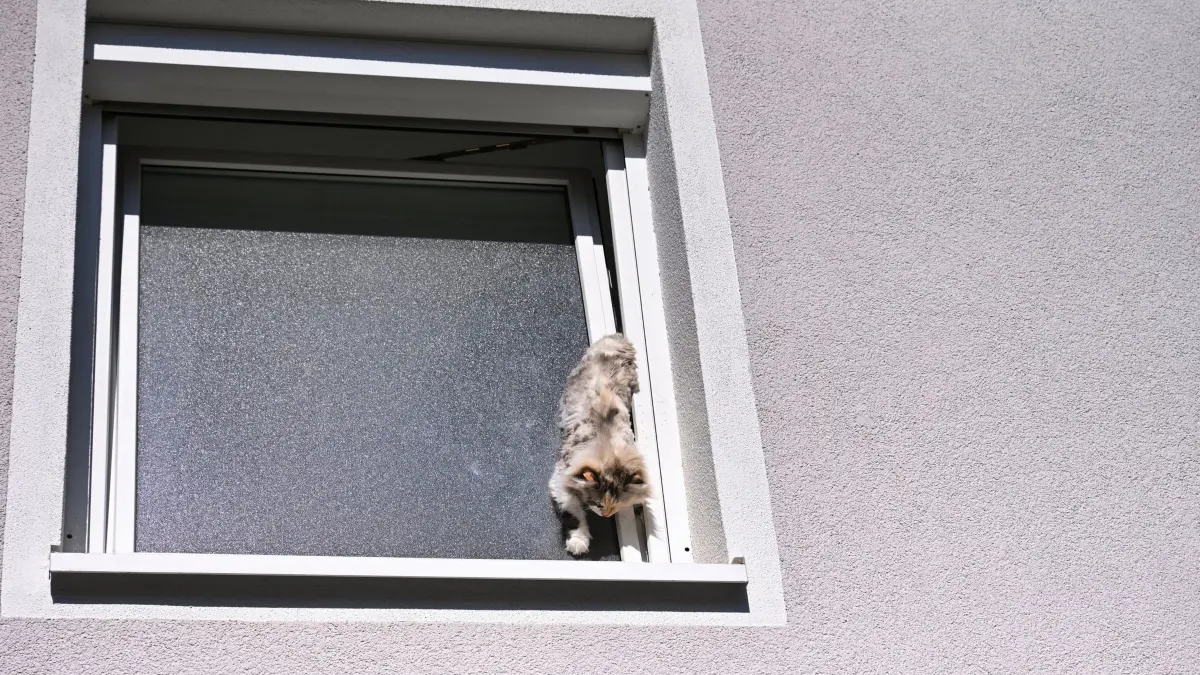Katze verkeilt sich im Fenster