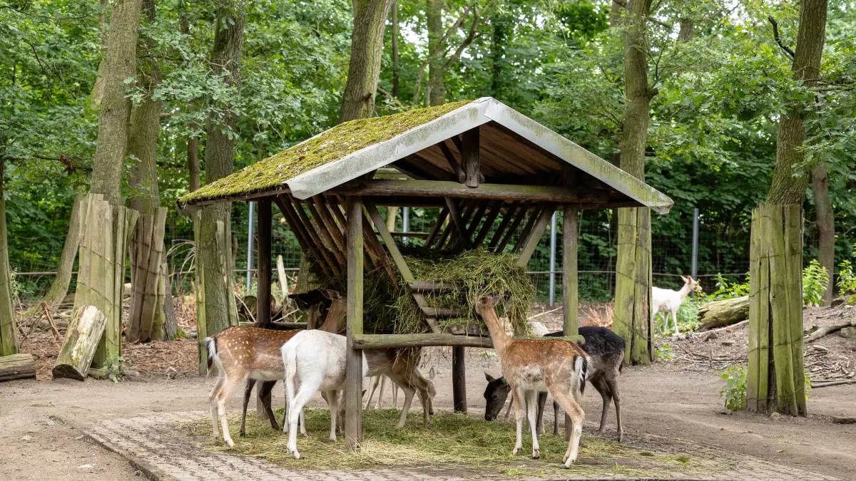 Herzberg. Unter der Leitung von Diana Enigk fühlen sich die Tiere im Herzberger Tierpark sichtlich wohl. Laut der Leiterin kommenihre schützlinge gut mit dem Eichen-prozessionsspinner zurecht. Das Damwild lebt quasi im Eichenwald.