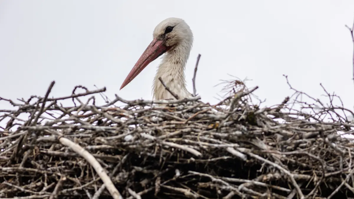 Herzberg. Unter der Leitung von Diana Enigk fühlen sich die Tiere im Herzberger Tierpark sichtlich wohl. Laut der Leiterin kommenihre schützlinge gut mit dem Eichen-prozessionsspinner zurecht. Dem Storch auf dem Horst am Kamelhaus kannes egal sein – ersitzt sozusagen über den Dingen.