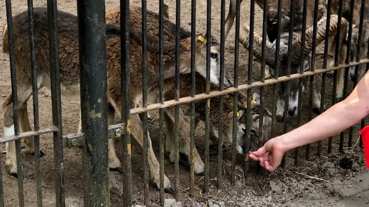 Bei groß und klein sind die Fütterungen der Mufflons (Foto) oder des Damwilds sehr beliebt, vor allem weil es Nachwuchs gibt. Mit dem Damwild kann sogar Tuchfühlung aufgenommen werden - wer sich traut.