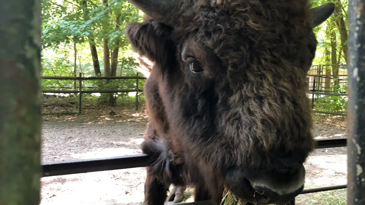 Von den mächtigen Paarhufern (Bison und Wisent) im Tierpark Kunsterspring hält man besser Abstand. Sonst erntet man umgehend einen bösen Blick.