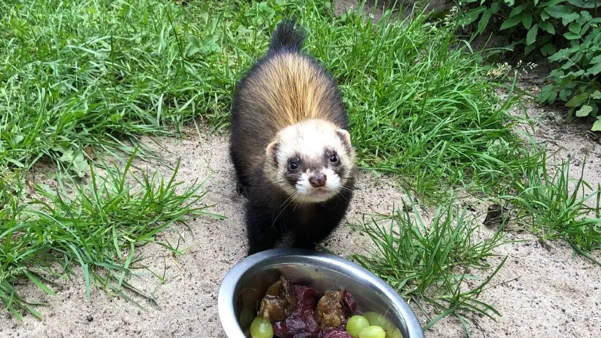 Auch die frechen Frettchen im Tierpark Kunsterspring haben Hunger. Neben toten Küken knabbern sie auch gern etwas Obst. Im Gehege leben drei Frettchen-Brüder zusammen.