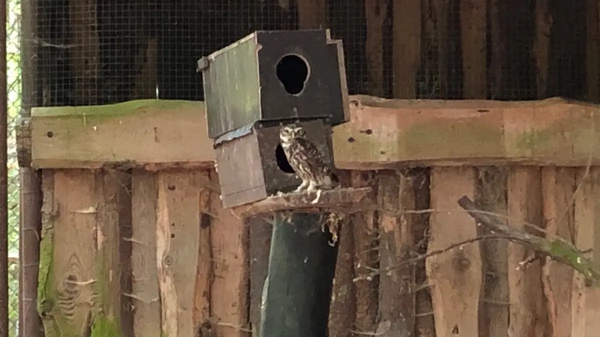 Auch putzige kleine Wesen sind im Tierpark Kunsterspring in Neuruppin zu entdecken. Hier der Steinkauz.