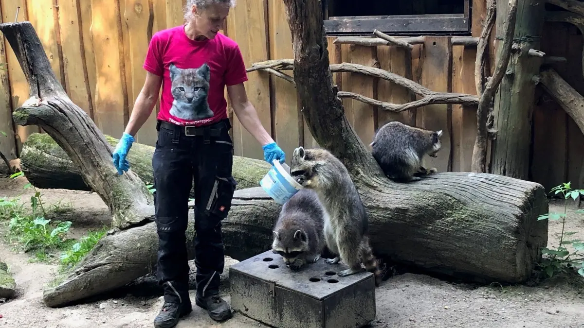 Tierpflegerin Kerstin Wielsch vom Tierpark Kunsterspring Neuruppin bei der Fütterung der Waschbären.