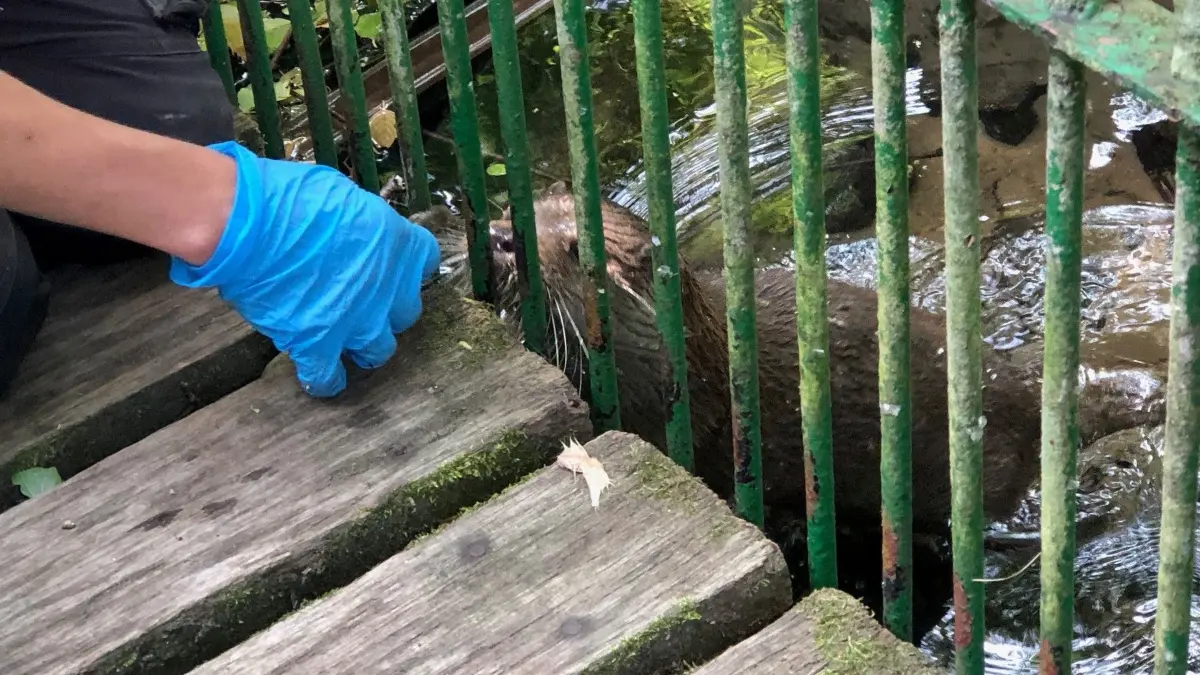 Aus der Hand der Tierpflegerin im Tierpark Kunsterspring erhalten die Otter Fleisch und Fisch.