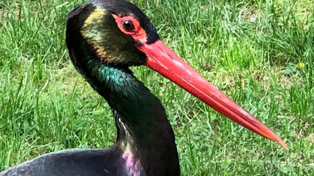 Wunderbar glänzt das Federkleid des Schwarzstorchs im Tierpark Kunsterspring. Besucher können die Voliere betreten und ganz nah heran, wenn die Tiere es zulassen.