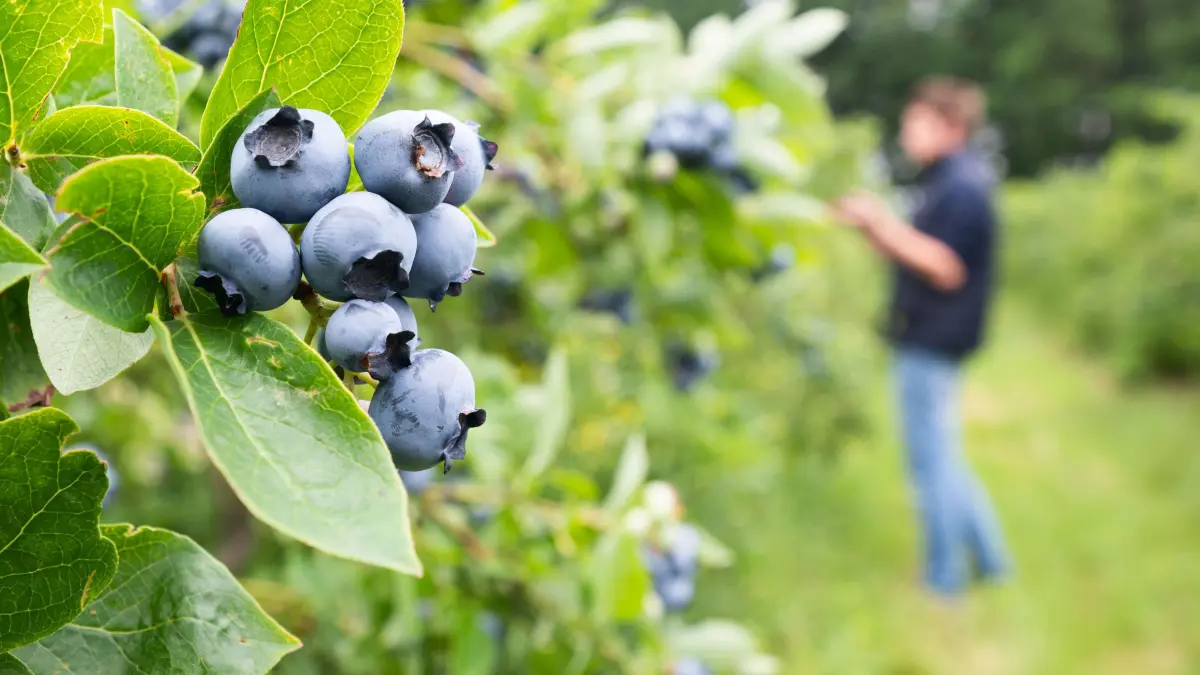 Blaubeeren wachsen auf Feldern vom Obsthof Rieke in der Region Hannover. Die ersten Heidelbeeren in Niedersachsen werden reif: Trotz einer nicht idealen Witterung im Frühjahr erwarten die Beerenbauern in Niedersachsen in diesem Jahr eine etwas höhere Erntemenge für die Früchte als noch im Vorjahr. +++ dpa-Bildfunk +++