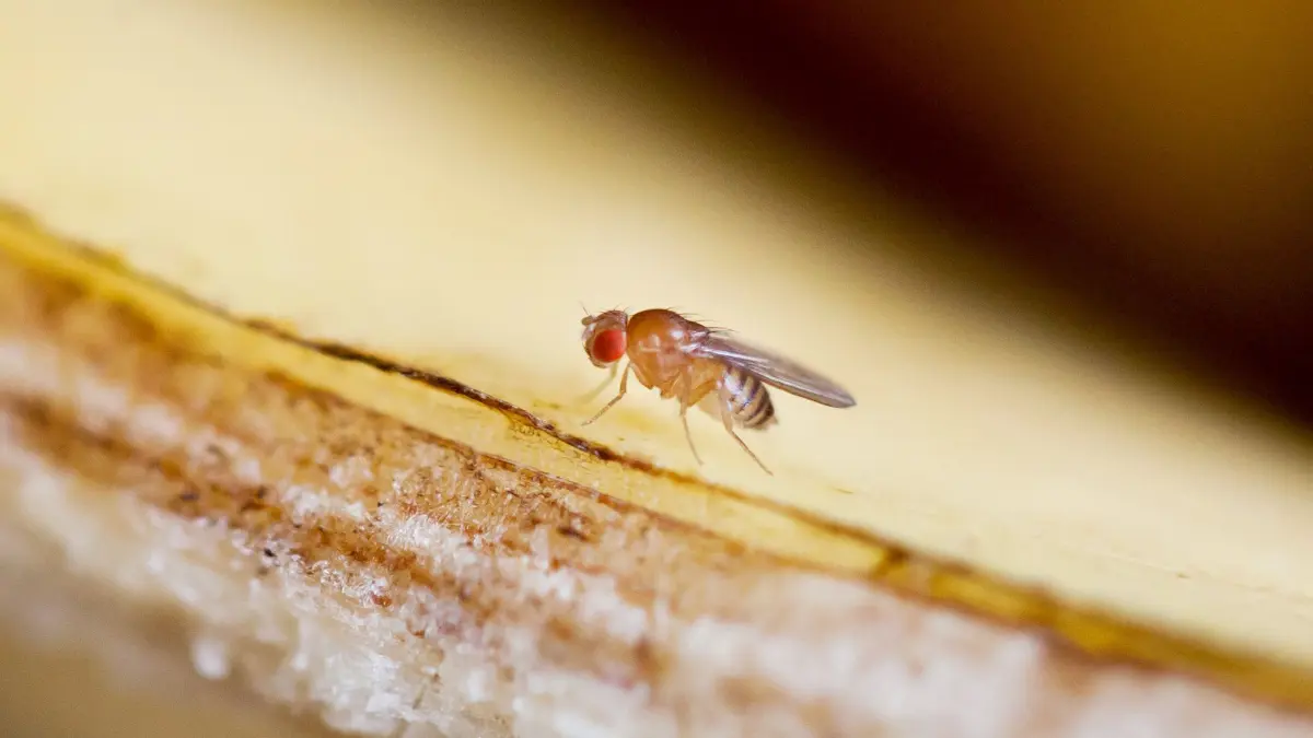 ARCHIV - Unerwünschte Mitesser: Fruchtfliegen umschwirren im Sommer gerne den Obstkorb. (zu dpa: «Tierfreundliche Methode: Fruchtfliegen im Schraubglas fangen») Foto: Daniel Naupold/dpa/dpa-tmn - Honorarfrei nur für Bezieher des dpa-Themendienstes +++ dpa-Themendienst +++