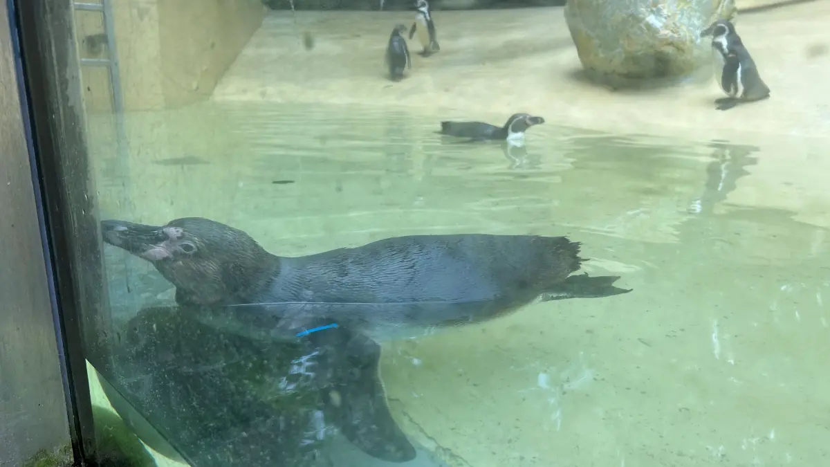 zoo eberswalde