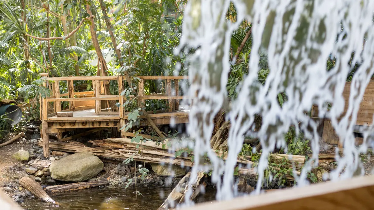 Hinter dem Wasserfall in der Biosphäre Potsdam: Das Rauschen ist durch das ganze Gebäude zu hören, unterhalb faulenzen Schildkröten.