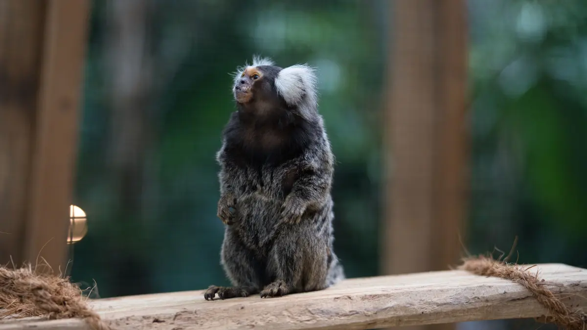 Auch zwei Weißbüscheläffchen namens Marianne und Manfred leben in der Biosphäre Potsdam.