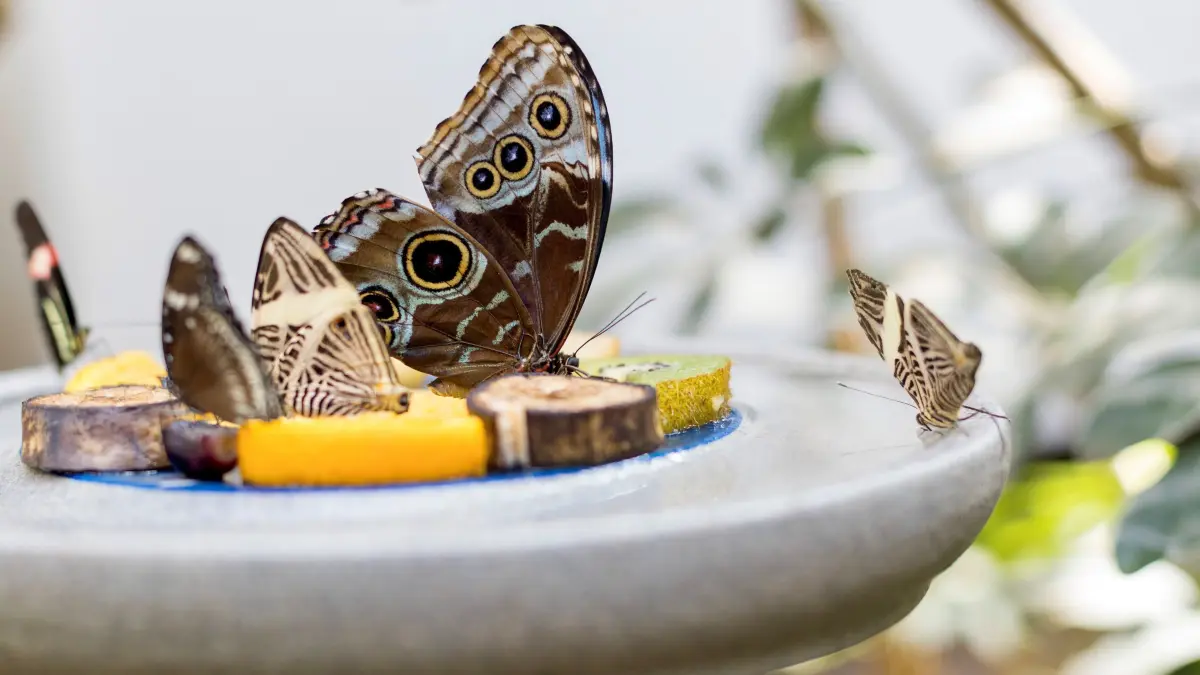 Fütterungszeit im Schmetterlingshaus in der Biosphäre Potsdam.