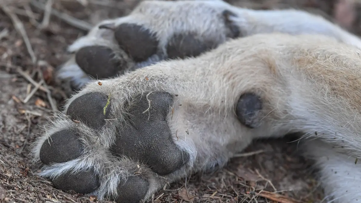 Pfoten von Wolf: ARCHIV - 19.07.2017, Brandenburg, Groß Schönebeck: Die beiden Vorderpfoten eines jungen Wolfs sind am 20.07.2017 in einem Gehege im Wildpark Schorfheide in Groß Schönebeck (Brandenburg) zu sehen. (zu dpa: «Erschossen, nicht überfahren - Neue Ergebnisse zu totem Wolf») Foto: Patrick Pleul/dpa +++ dpa-Bildfunk +++