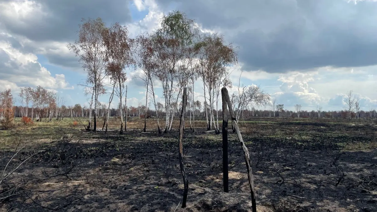 Über die Offenflächen ist das Feuer am schnellsten hinweg gegangen. Ein Zeichen der Hoffnung: ein Wiedehopf wird gesichtet.