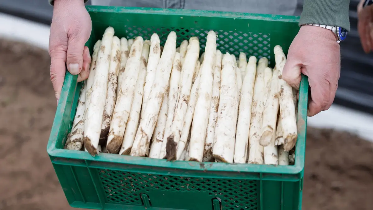 Spargelbilanz in Niedersachsen: ARCHIV - 10.04.2025, Niedersachsen, Glandorf: Ein Mann trägt eine Kiste mit frisch geerntetem weißem Spargel auf einem Spargelfeld während der Eröffnung der Spargelsaison durch die Vereinigung der Spargelanbauer
Westfalen-Lippe und der Vereinigung der Spargel- und Beerenbauer auf dem Spargelhof Toppheide. (zu dpa: «Krise im Spargelland? - deutliches Minus bei der Ernte») Foto: Friso Gentsch/dpa +++ dpa-Bildfunk +++