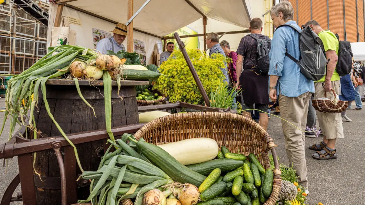 Spreewälder Gurkentag: 02.08.2025, Brandenburg, Dürrenhofe: Gurken, Zwieben und Dill liegen beim Spreewälder Gurkentag am Stand eines Gurkenerzeugers. Der Spreewaldverein e.V lädt zum «Fest des regionalen Geschmacks» ein und bietet einen Regionalmarkt mit Produkten aus der Region und ein Kulturprogramm für Familien an. Foto: Frank Hammerschmidt/dpa/ZB - Honorarfrei nur für Bezieher des Dienstes ZB-Funkregio Ost +++ ZB-FUNKREGIO OST +++