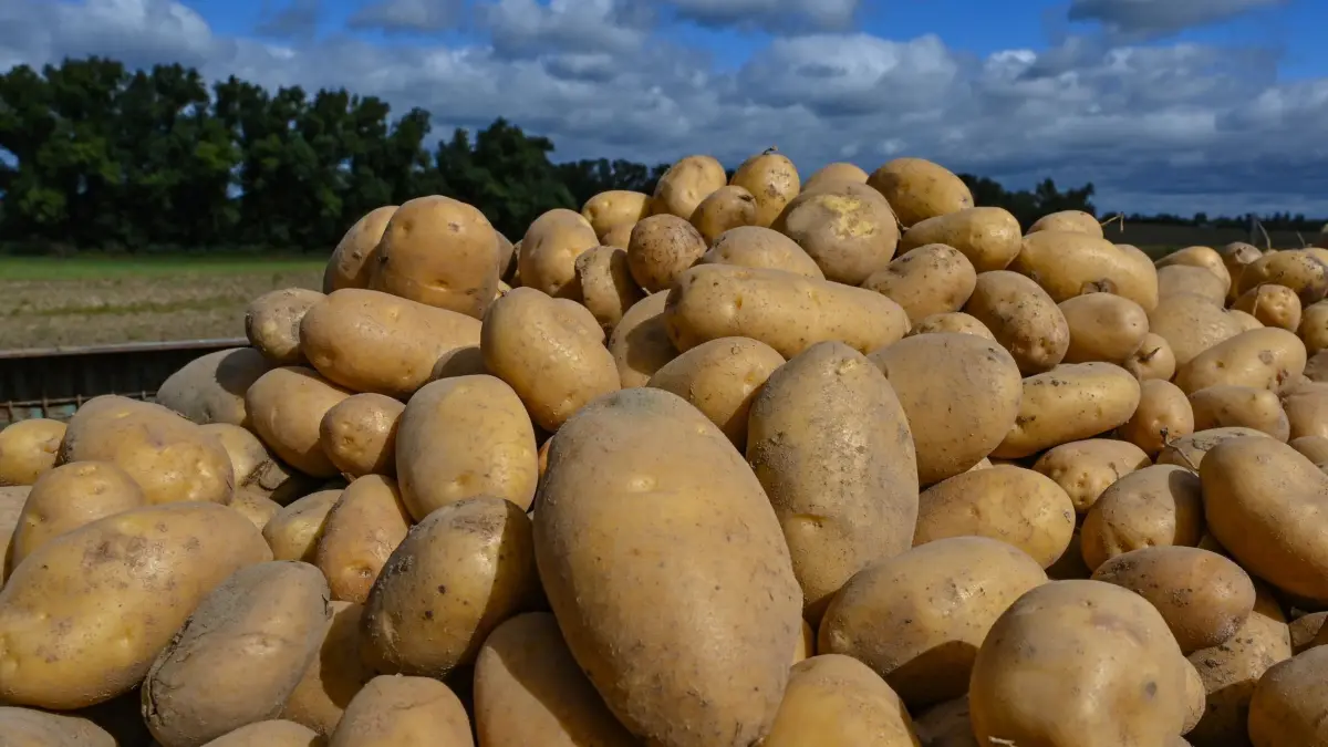 Kartoffelernte: ARCHIV - 27.08.2020, Brandenburg, Jahnsfelde: Frisch geerntete Kartoffeln der Sorte Linda liegen auf einem Anhänger auf einem Feld der Jahnsfelder Landhof Öko-Agrar GmbH. (zu dpa: «Japankäfer und Zikade: Schädlinge beunruhigen Landwirte») Foto: Patrick Pleul/dpa-Zentralbild/dpa +++ dpa-Bildfunk +++