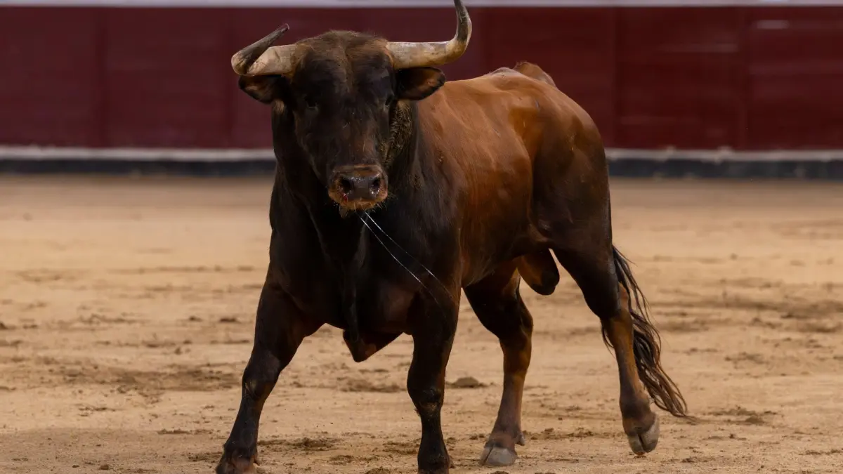 Stierkämpfe in San Sebastián de los Reyes: 26.08.2025, Spanien, Madrd: Ein Stier in der Kampfarena während der Qualifikationsrunde XXVIII des Nationalen Stierkampfwettbewerbs in San Sebastian de los Reyes. Foto: Oscar Manuel Sanchez/ZUMA Press Wire/dpa +++ dpa-Bildfunk +++