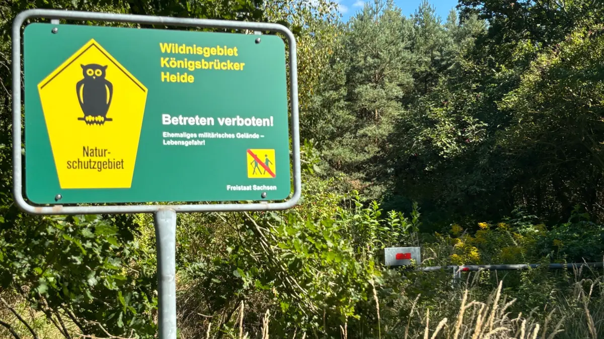 Östlich von Naundorf bleibt die Landschaft auch nach Ende der militärischen Nutzung tabu. In der Königsbrücker Heide hat die Natur das Zepter übernommen.