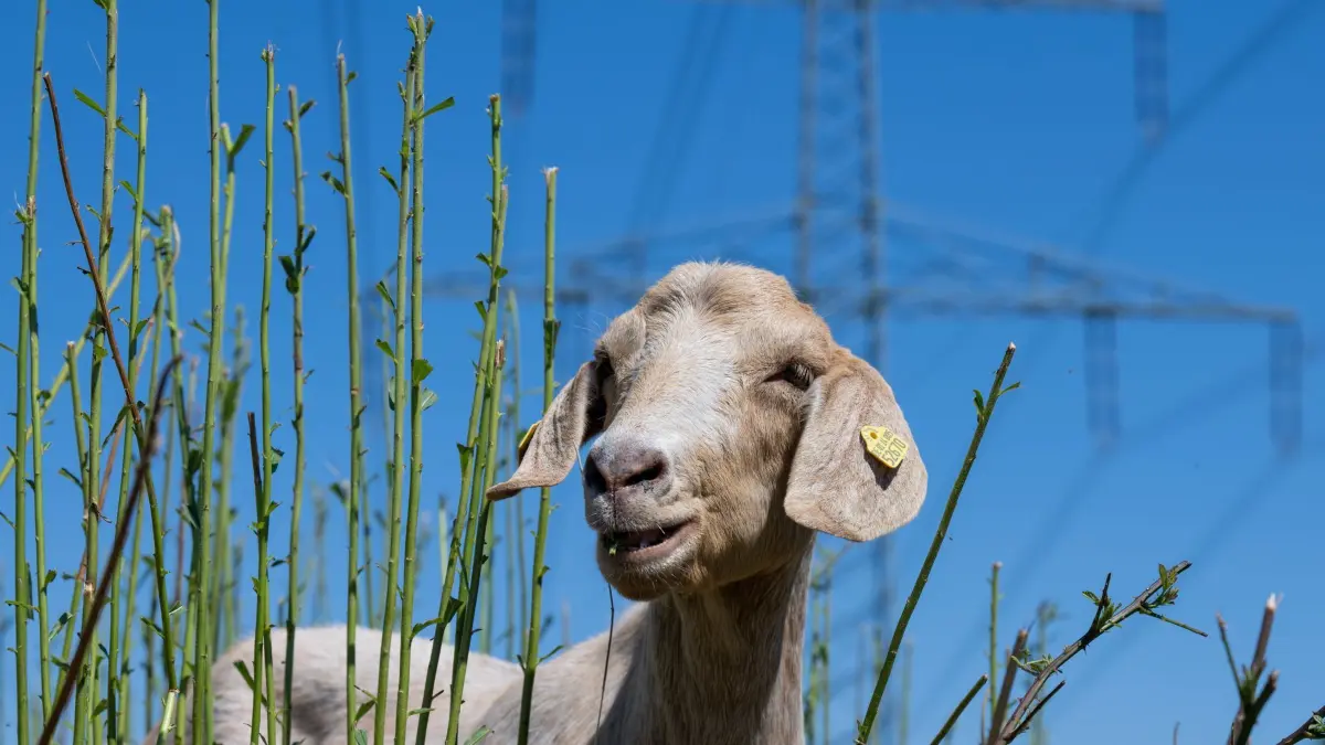 Rinder und Ziegen pflegen Stromtrassen: ARCHIV - 23.06.2022, Sachsen, Borna: Burenziege weidet unter Hochspannungs-Stromleitungen nahe dem Bockwitzer See im Landkreis Leipzig. Seit April dieses Jahres wird ein Abschnitt der Trasse im Landkreis Leipzig mit Rindern und Ziegen ökologisch beweidet. Das Projekt ist eine Kooperation des Netzbetreibers 50Hertz, der Naturförderungsgesellschaft Ökologische Station Borna-Birkenhain und der Sächsischen Landesstiftung Natur und Umwelt. (zu dpa: «Umweltbildung und Naturschutz in Sachsen aus einer Hand») Foto: Hendrik Schmidt/dpa +++ dpa-Bildfunk +++