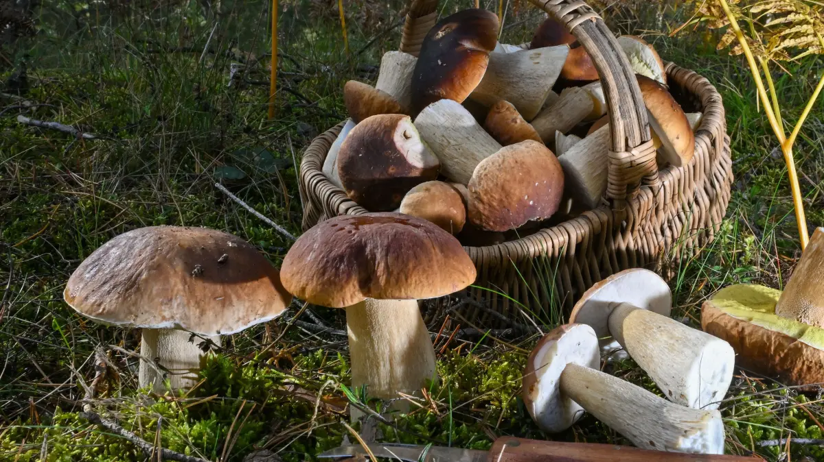 Ein voller Korb mit Steinpilzen steht in einem Wald. (zu dpa: «Pilzsaison: Volle Körbe im Thüringer Wald») +++ dpa-Bildfunk +++