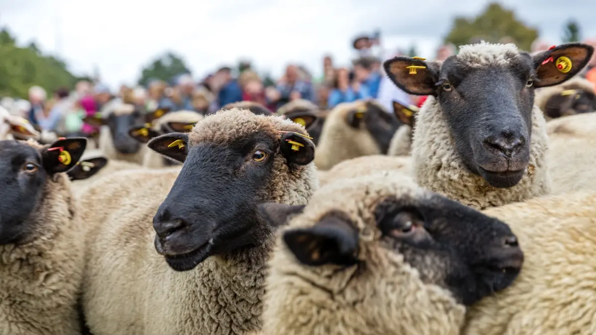Niederlausitzer Almabtrieb in Lieskau