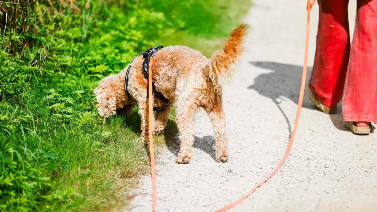 Hund an der Leine: ARCHIV - 20.08.2025, Schleswig-Holstein, Behrensdorf: Ein Hund wird an der Leine durch das Naturschutzgebiet «Kleiner Binnensee und angrenzende Salzwiesen» geführt. (zu dpa: «Gemeinden nehmen etwas mehr Hundesteuer ein») Foto: Frank Molter/dpa +++ dpa-Bildfunk +++