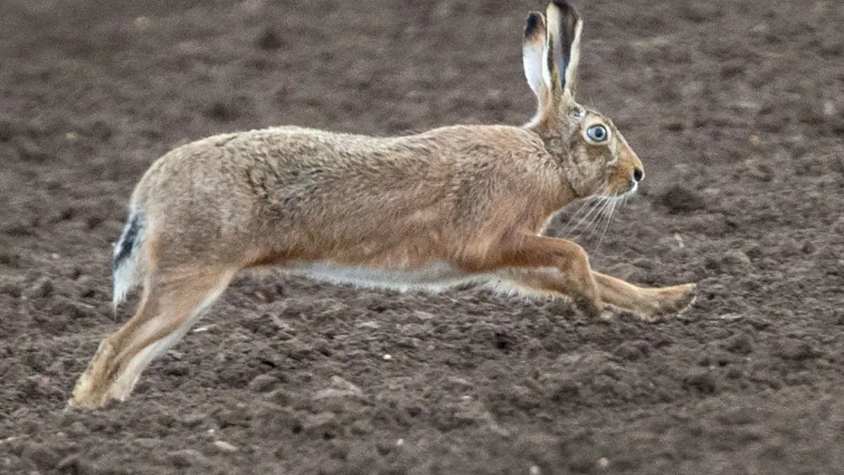 Feldhase: ARCHIV - 30.03.2015, Hessen, Frankfurt/Main: Ein Feldhase hoppelt über einen Acker. (zu dpa: «Myxomatose auch bei Feldhasen in Nordfriesland») Foto: Boris Roessler/dpa +++ dpa-Bildfunk +++