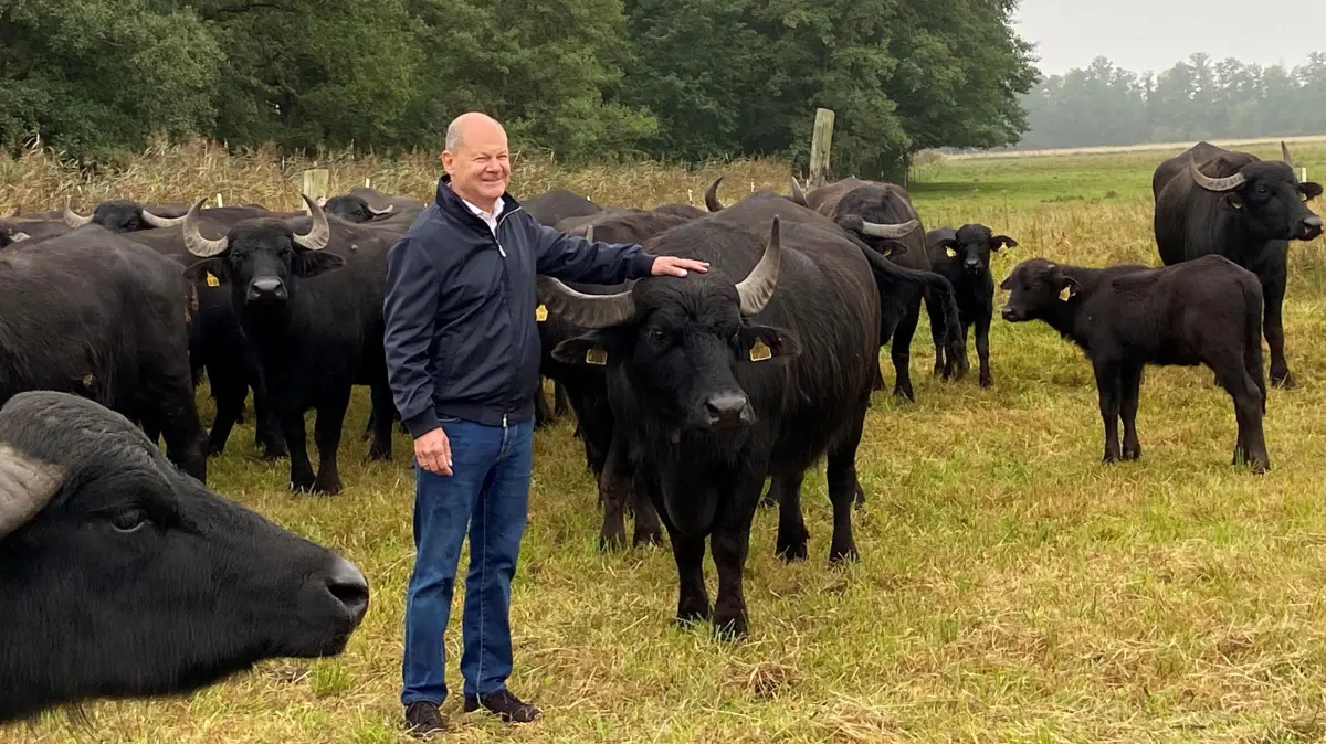 Ex-Kanzler Olaf Scholz streichelt Wasserbüffel.