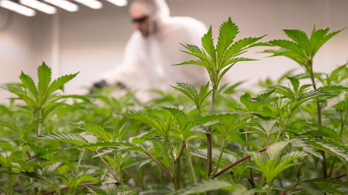 Cannabis-Anbauvereinigung: ARCHIV - 02.04.2025, Rheinland-Pfalz, Wörrstadt: Cannabis-Pflanzen düngt ein Mitarbeiter des „Cannabis Social Club Rhoihesse“. Die Anbauvereinigung bezieht ihr Gras aus eigener Anzucht und gibt es ausschließlich an Mitglieder ab. (zu dpa: «Knapp 100 Cannabis-Anbauvereinigungen in NRW genehmigt») Foto: Boris Roessler/dpa +++ dpa-Bildfunk +++