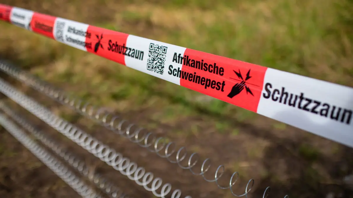 Schutzzäune gegen Afrikanische Schweinepest: ARCHIV - 05.08.2024, Baden-Württemberg, Mannheim: Ein Absperrband mit der Aufschrift «Afrikanische Schweinepest» hängt über einem Elektro-Schutzzaun. Mit Zäunen sollen freie Gebiete weiträumig gesichert werden, damit Wildschweine das Virus nicht einschleppen können. (zu dpa: «Hessen errichtet Zaun gegen Schweinepest an Grenze zu NRW») Foto: Christoph Schmidt/dpa +++ dpa-Bildfunk +++