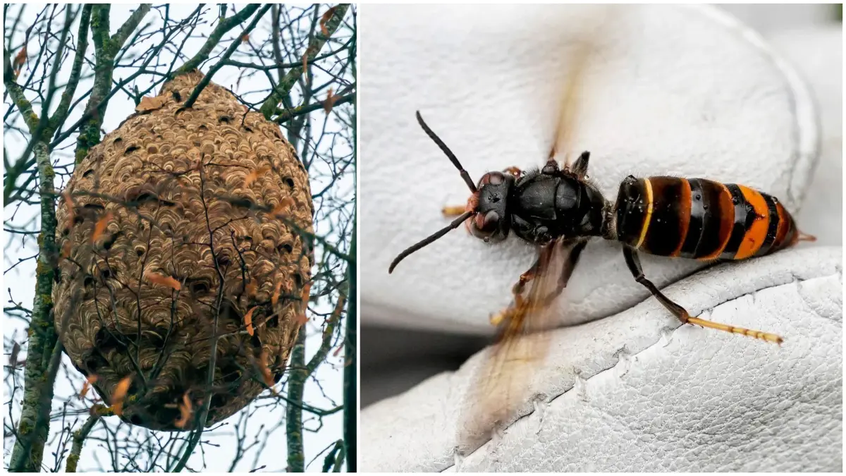 Die Asiatische Hornisse ist in Ulm angekommen. Das erste Nest ist ausgerechnet an einer Schule am Kuhberg entdeckt worden.