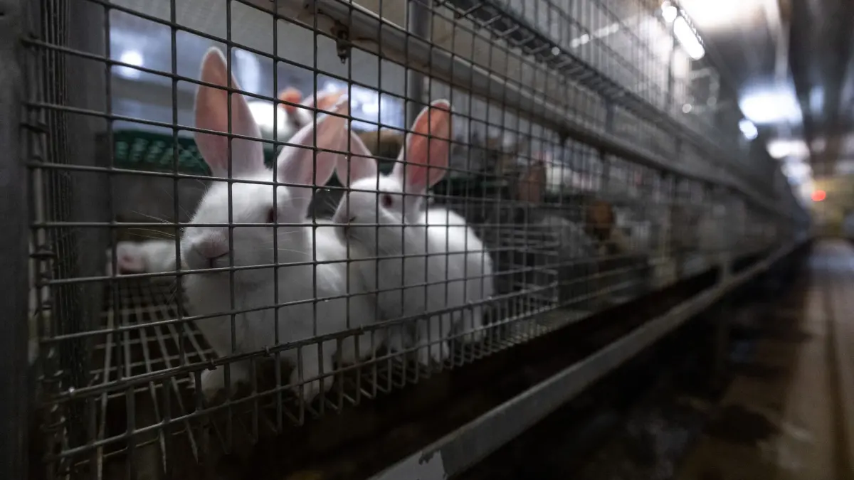 Tierquälerei mit System: Kaninchen aus der größten Zucht Deutschlands im „Asamhof“ missbraucht - Staatsanwaltschaft Augsburg nimmt Ermittlungen auf