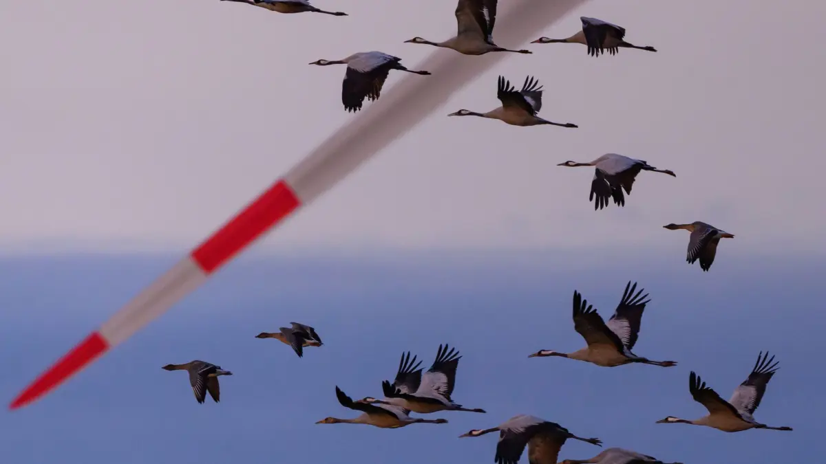 Kraniche am Brandenburger Himmel: 04.11.2025, Brandenburg, Biegen: Kraniche fliegen am Himmel vor einer Windenergieanlage vorbei. Die Ausbreitung der Geflügelpest in Deutschland ist nach Einschätzung des Friedrich-Loeffler-Instituts (FLI) bereits vergleichbar mit den Dimensionen des bisherigen Rekordjahres 2021. Die Zahl der im Referenzlabor des Instituts registrierten Infektionsfälle sei bereits höher als zum gleichen Zeitpunkt des Jahres 2021. Zugvögel sind nach Angaben der Fachleute Überträger der Geflügelpest, die bei vielen Vogel- und Geflügelarten häufig tödlich verläuft. Foto: Patrick Pleul/dpa +++ dpa-Bildfunk +++