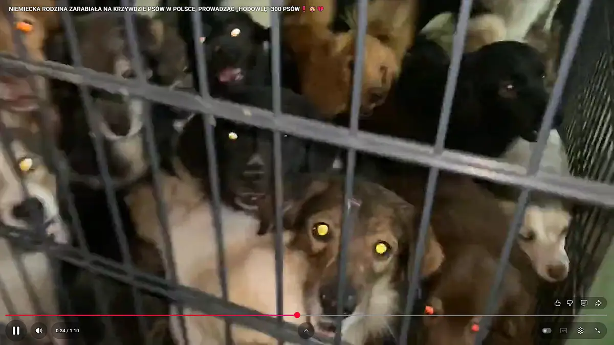 Nahe Stargard Gubiński, rund zehn Kilometer nördlich von Guben-Gubin, hat eine Cottbuserin rund 30 Hunde in einer verwahrlosten Umgebung gehalten. Als die illegale Hundefarm durchsucht wird, finden Beamte und Tierärzte viele Vierbeiner mit Bisswunden und Wurmerkrankungen vor.