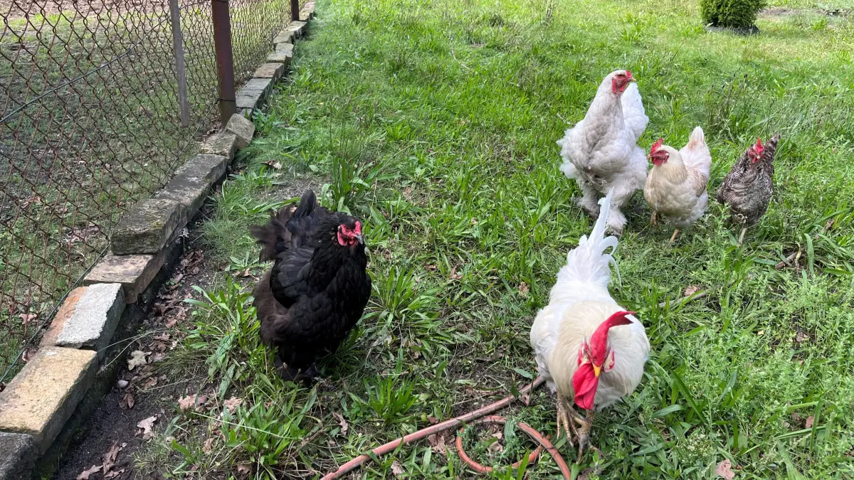 Nach ersten Fällen der Geflügelpest im Landkreis Oberspreewald-Lausitz erlässt das Veterinäramt Maßnahmen auch für private Geflügelhalter. Die Allgemeinverfügung gilt ab 7. November 2025.