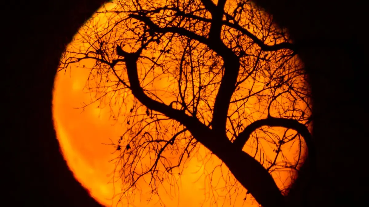 Mondaufgang: 07.11.2025, Brandenburg, Sieversdorf: Äste eines Baumes sind vor dem rötlich leuchtenden und abnehmenden Mond am frühen Abend über der Landschaft im östlichen Brandenburg zu sehen. Auch zwei Tage nach dem größten Vollmond des Jahres, einem sogenannten Supermond, ist der nun wieder abnehmende Mond eine immer noch beeindruckende Erscheinung nach seinem Aufleuchten über dem Horizont. Foto: Patrick Pleul/dpa +++ dpa-Bildfunk +++