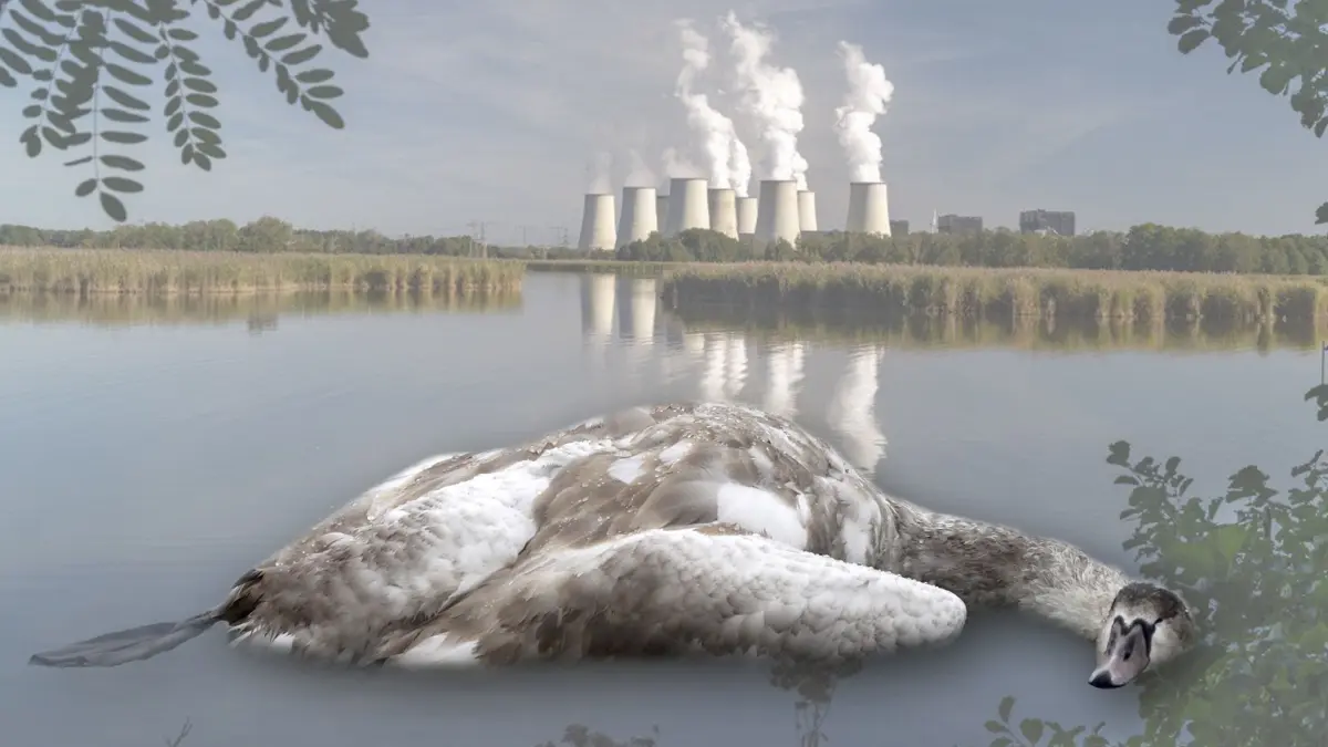 Fotomontage Peitzer Teiche Schwan