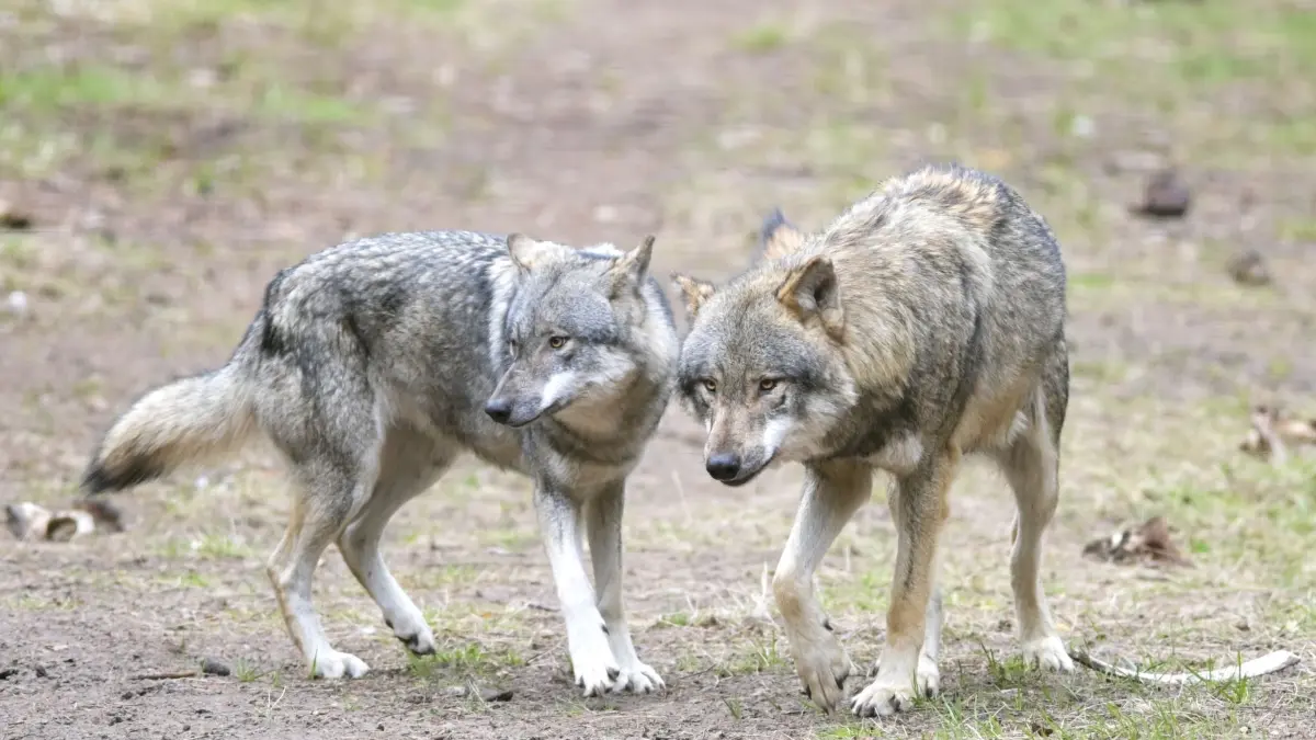 Wölfe: ARCHIV - 15.04.2021, Brandenburg, Schorfheide/Ot Groß Schönebeck: Wölfe laufen im Wildpark Schorfheide durchs Gehege. (zu dpa: «Abschüsse von Wölfen sollen in Brandenburg leichter werden») Foto: Soeren Stache/dpa-Zentralbild/dpa +++ dpa-Bildfunk +++
