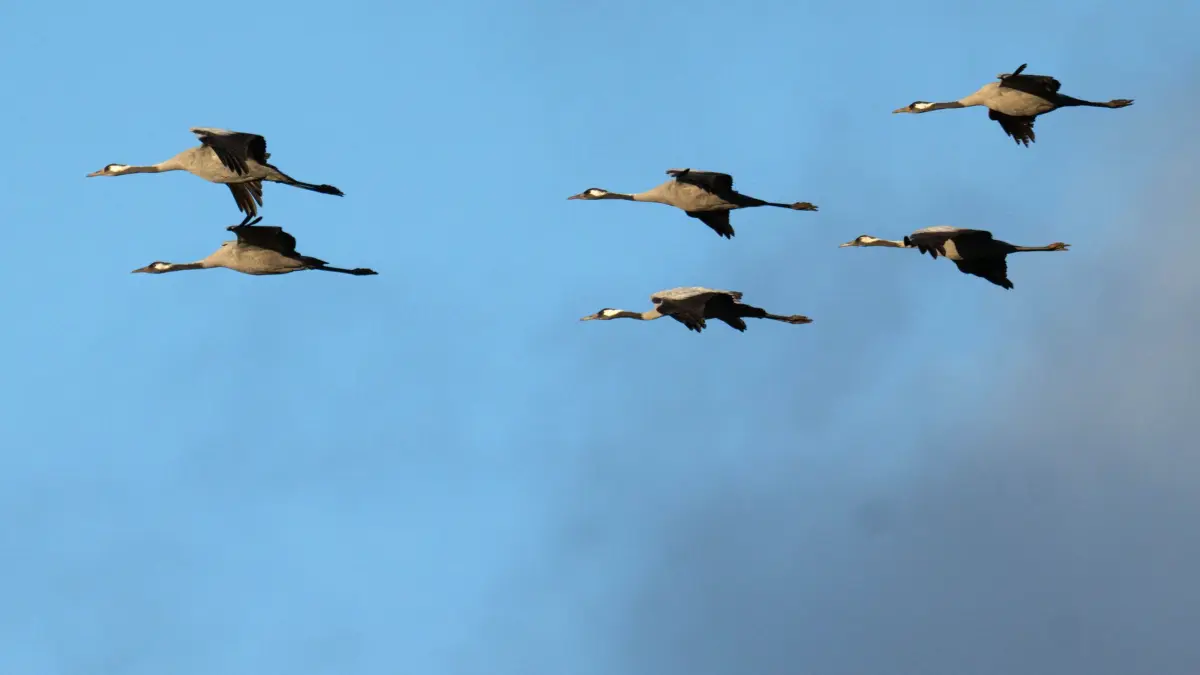 Vogelgrippe in Niedersachsen - Kraniche: ARCHIV - 30.10.2025, Niedersachsen, Vechta: Kraniche fliegen über ein Feld. (zu dpa: «Ausbreitung der Vogelgrippe beschäftigt den Landtag») Foto: Sina Schuldt/dpa +++ dpa-Bildfunk +++