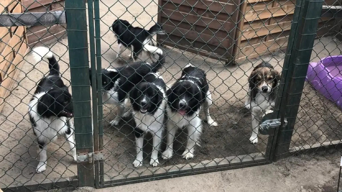 Im Landkreis Mansfeld-Südharz soll eine Frau 130 Hunde mutmaßlich unter desolaten Umständen gehalten haben. Sie ist keine Unbekannte: Die Dame sah sich bereits in Cottbus und am Bezirksgericht im polnischen Zielona Góra dem Vorwurf der Tierquälerei ausgesetzt. (Archiv)