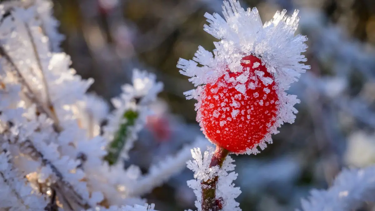 Frostiges Wetter in Brandenburg: 23.11.2025, Brandenburg, Sieversdorf: Raureif bedeckt eine Hagebutte. Foto: Patrick Pleul/dpa +++ dpa-Bildfunk +++