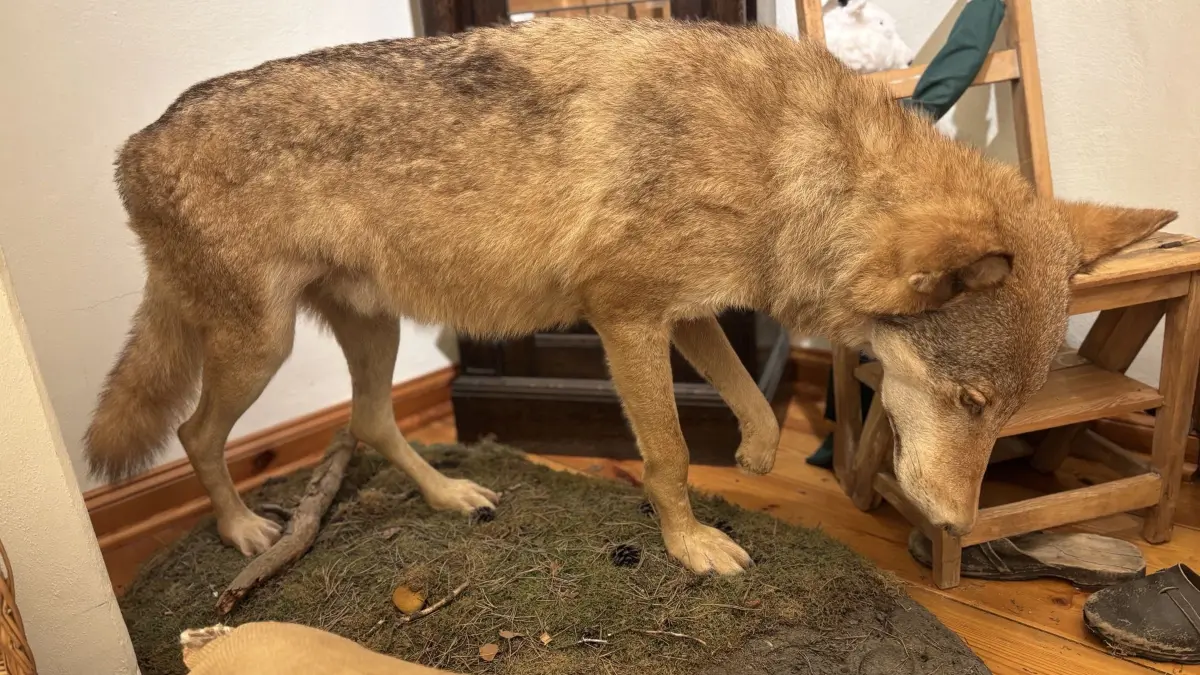 "Dreipfote" schnüffelt für ein paar Wochen im Schloss in Spremberg. er war bei einem Verkehrsunfall an der B 97 ums Leben gekommen.
