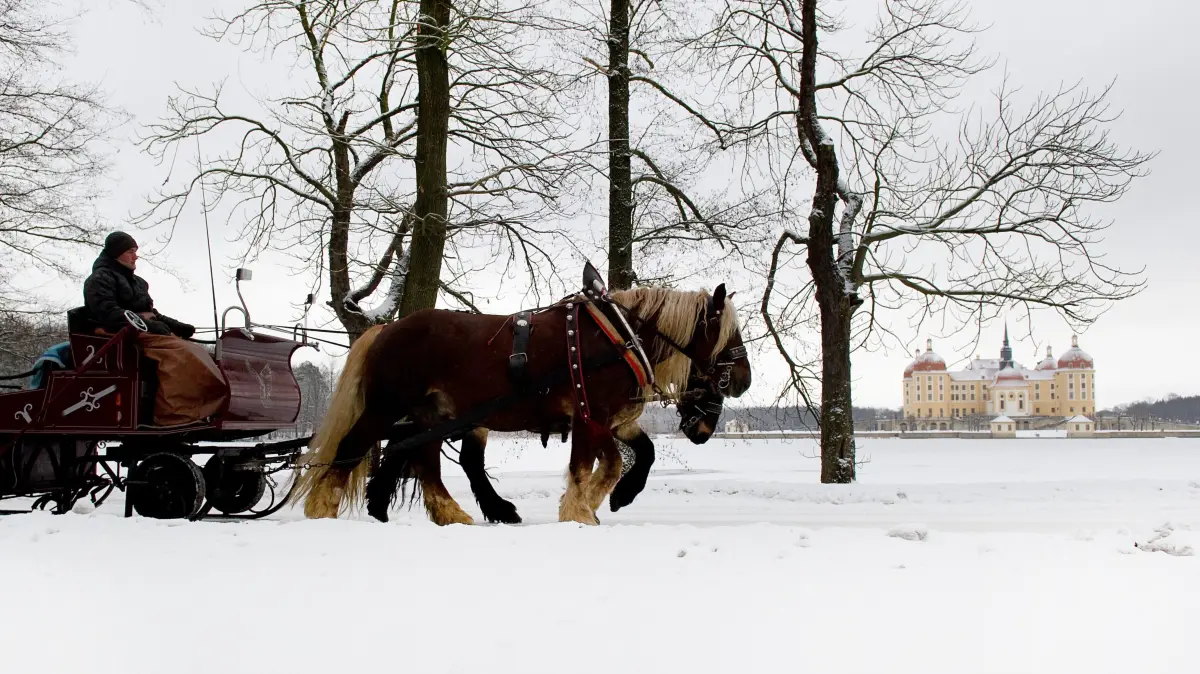 Der Kutscher Michael Kobrow lenkt am Montag (13.12.2010) eine Schlittenkutsche des Familienbetriebes Gürntke durch die weiße Winterlandschaft in Moritzburg auf dem Weg zum Schloß Moritzburg bei Dresden, wo er Gästen für eine Kutschfahrt zur Verfügung steht. Nach dem Tauwetter am vergangenen Wochenende fiel in der Nacht zu Montag erneut Schnee. Auch für die kommenden Tage vermeldet der Wetterdienst Schneefall bei Temperaturen unter dem Gefrierpunkt. Foto: Arno Burgi dpa/lsn ++ +++ dpa-Bildfunk +++