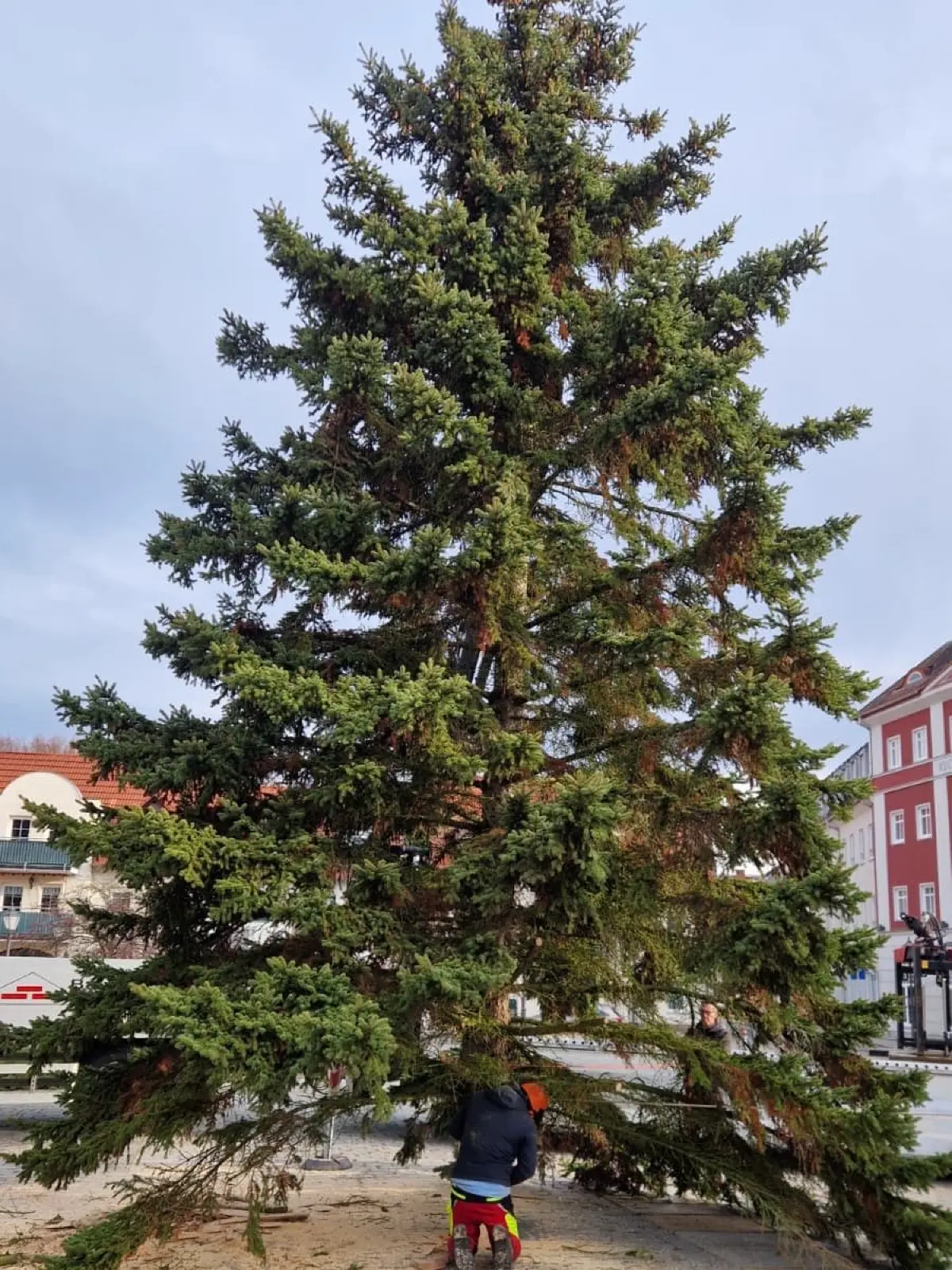 Die Weihnachtstanne für den Bad Muskauer Markt, wo das Adventsfest gefeiert wird, musste vor ihrem Aufstellen erstmal gekürzt werden.